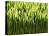 Wheatgrass-Ulrich Kerth-Stretched Canvas