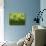 Wheatgrass-Ulrich Kerth-Photographic Print displayed on a wall