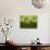 Wheatgrass-Ulrich Kerth-Photographic Print displayed on a wall