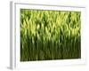 Wheatgrass-Ulrich Kerth-Framed Photographic Print
