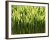 Wheatgrass-Ulrich Kerth-Framed Photographic Print