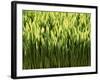 Wheatgrass-Ulrich Kerth-Framed Photographic Print