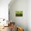 Wheatgrass-Ulrich Kerth-Photographic Print displayed on a wall