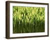 Wheatgrass-Ulrich Kerth-Framed Photographic Print