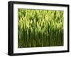 Wheatgrass-Ulrich Kerth-Framed Photographic Print