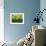 Wheatgrass-Ulrich Kerth-Framed Photographic Print displayed on a wall