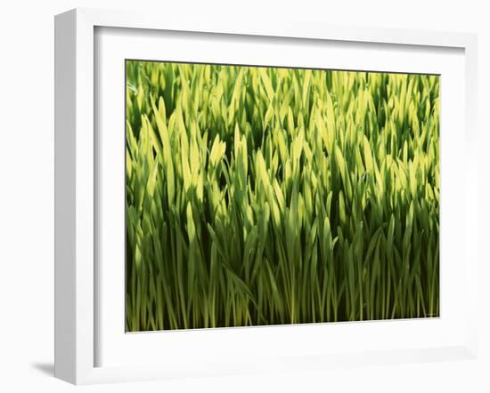 Wheatgrass-Ulrich Kerth-Framed Photographic Print