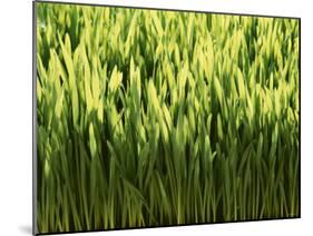 Wheatgrass-Ulrich Kerth-Mounted Photographic Print