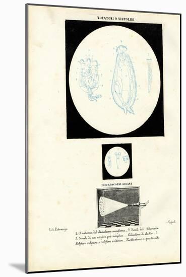 Wheel Animal, 1863-79-Raimundo Petraroja-Mounted Giclee Print