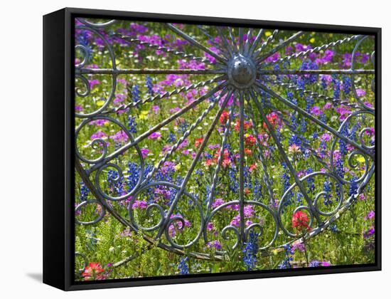 Wheel Gate and Fence with Blue Bonnets, Indian Paint Brush and Phlox, Near Devine, Texas, USA-Darrell Gulin-Framed Stretched Canvas