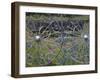 Wheel Gate and Fence with Blue Bonnets, Indian Paint Brush and Phlox, Near Devine, Texas, USA-Darrell Gulin-Framed Premium Photographic Print