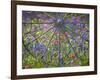 Wheel Gate and Fence with Blue Bonnets, Indian Paint Brush and Phlox, Near Devine, Texas, USA-Darrell Gulin-Framed Photographic Print