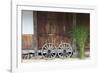 Wheel with Gassho-zukuri house, Ainokura Village, Gokayama, Japan-Keren Su-Framed Photographic Print