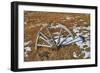 Wheel-Robert Kaler-Framed Photographic Print