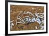 Wheel-Robert Kaler-Framed Photographic Print