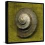 Whelk Crown-John W Golden-Stretched Canvas