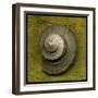 Whelk Crown-John W Golden-Framed Giclee Print