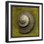 Whelk Crown-John W Golden-Framed Giclee Print