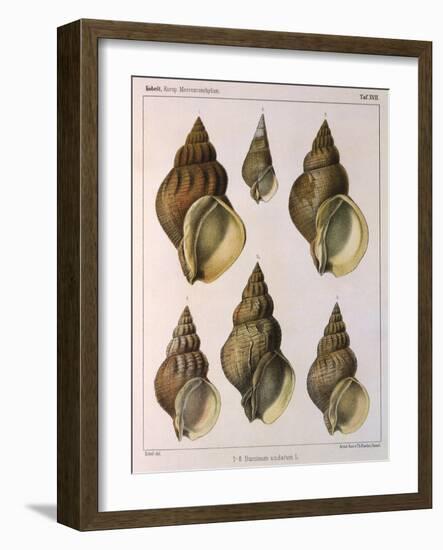 Whelk Shell-W Kobelt-Framed Giclee Print