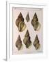 Whelk Shell-W Kobelt-Framed Giclee Print