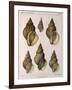 Whelk Shell-W Kobelt-Framed Giclee Print