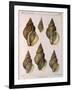 Whelk Shell-W Kobelt-Framed Giclee Print