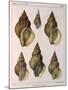 Whelk Shell-W Kobelt-Mounted Giclee Print