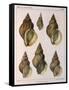 Whelk Shell-W Kobelt-Framed Stretched Canvas