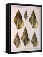 Whelk Shell-W Kobelt-Framed Stretched Canvas