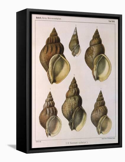 Whelk Shell-W Kobelt-Framed Stretched Canvas