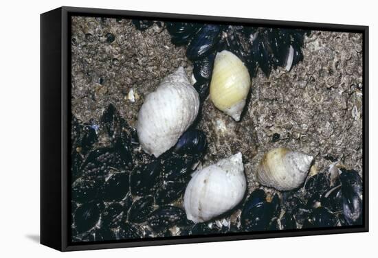 Whelks and Mussels-null-Framed Stretched Canvas