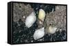 Whelks and Mussels-null-Framed Stretched Canvas