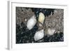 Whelks and Mussels-null-Framed Photographic Print