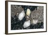 Whelks and Mussels-null-Framed Photographic Print