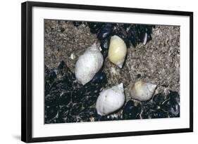 Whelks and Mussels-null-Framed Photographic Print