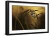 When All Dreams Come True-Fabien Bravin-Framed Photographic Print