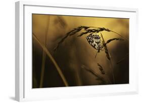 When All Dreams Come True-Fabien Bravin-Framed Photographic Print