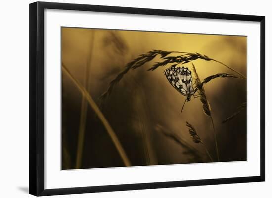 When All Dreams Come True-Fabien Bravin-Framed Photographic Print