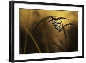 When All Dreams Come True-Fabien Bravin-Framed Photographic Print