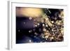 When Fairies Dream-Incredi-Framed Photographic Print