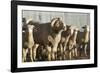 When I'm Older-Amanda Lee Smith-Framed Photographic Print