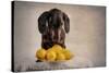 When Life Gives You Lemons...-Heike Willers-Stretched Canvas