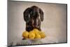 When Life Gives You Lemons...-Heike Willers-Mounted Photographic Print