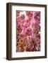 When my World is Pink-Philippe Sainte-Laudy-Framed Photographic Print