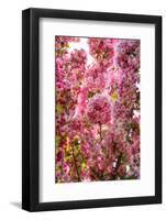 When my World is Pink-Philippe Sainte-Laudy-Framed Photographic Print