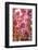 When my World is Pink-Philippe Sainte-Laudy-Framed Photographic Print