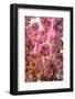 When my World is Pink-Philippe Sainte-Laudy-Framed Photographic Print