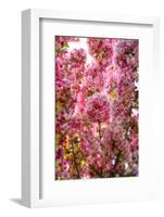 When my World is Pink-Philippe Sainte-Laudy-Framed Photographic Print