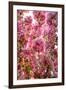 When my World is Pink-Philippe Sainte-Laudy-Framed Photographic Print