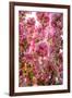 When my World is Pink-Philippe Sainte-Laudy-Framed Photographic Print